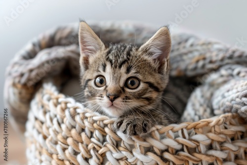 High quality photograph of a cute tabby kitten in a cozy knitted wool basket during winter © LimeSky
