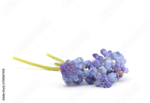 Macro Blue Grape Hyacinth Muscari flower on white background.