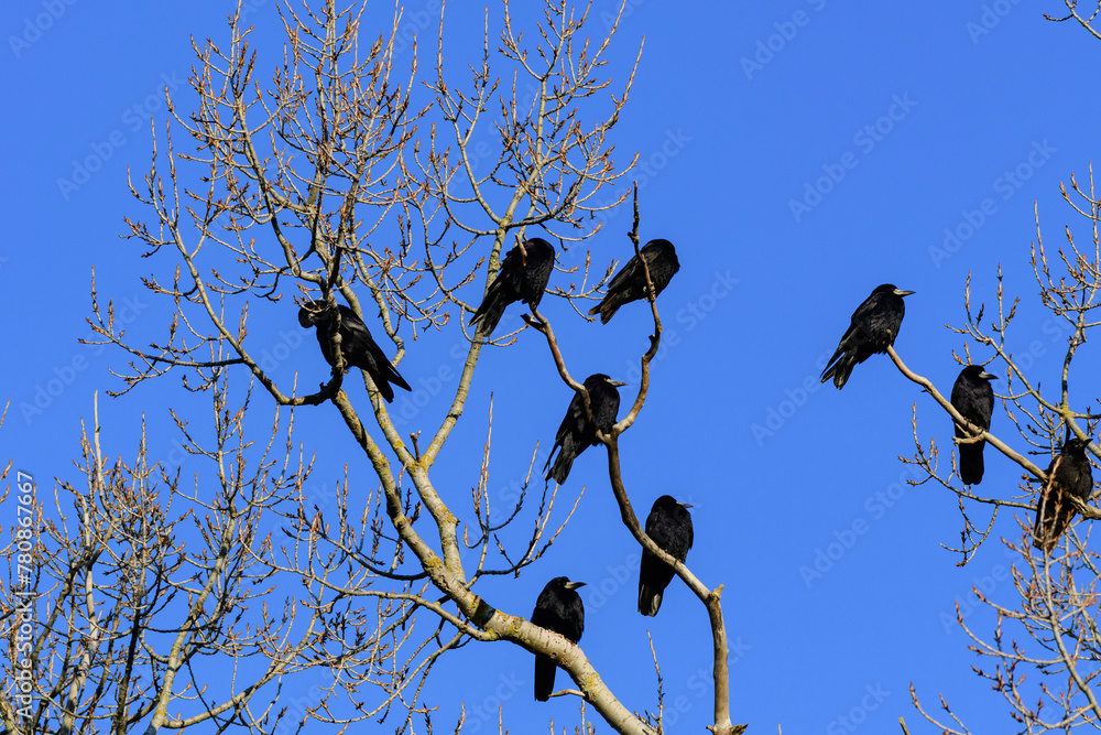 Obraz premium Rook corvus frugilegus in the wild