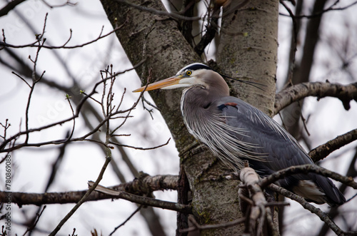 great blue heron on branch