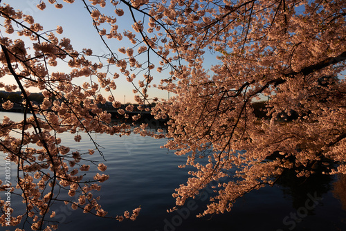 Spring in Washington DC, streets, Cherry Blossom, Flowers, Light, and photography (the USA)