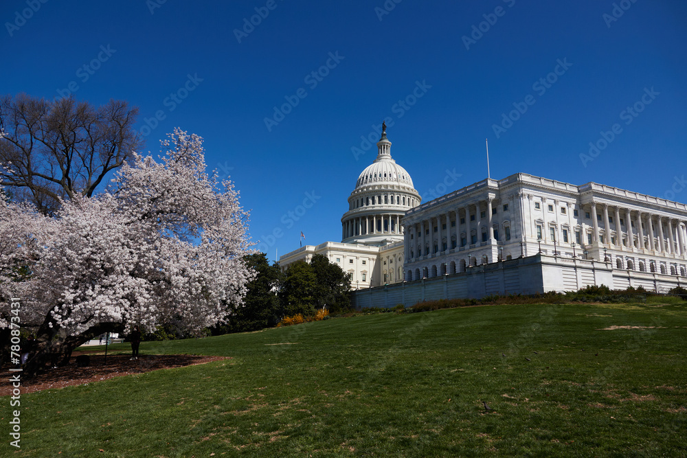 Spring in Washington DC, streets, Cherry Blossom, Flowers, Light, and photography (the USA)
