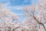 Cherry blossom trees in full bloom, Japan