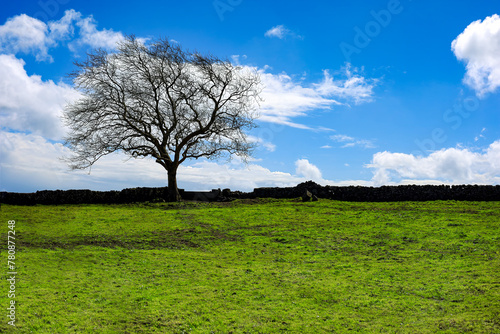 Árvore solitária num campo de erva verde nos Açores. 