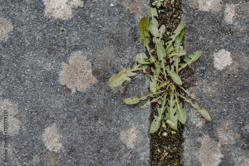 green moss on the stone
