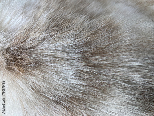 Close up on grey hair dog