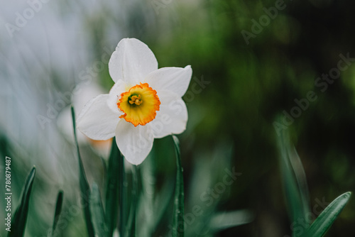 daffodils in the garden