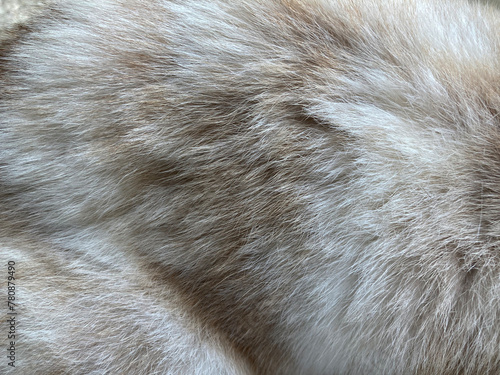 Close up on grey hair dog