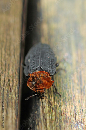 red-necked silpha on wood macro photo