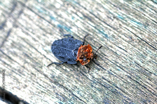 red-necked silpha on wood macro photo