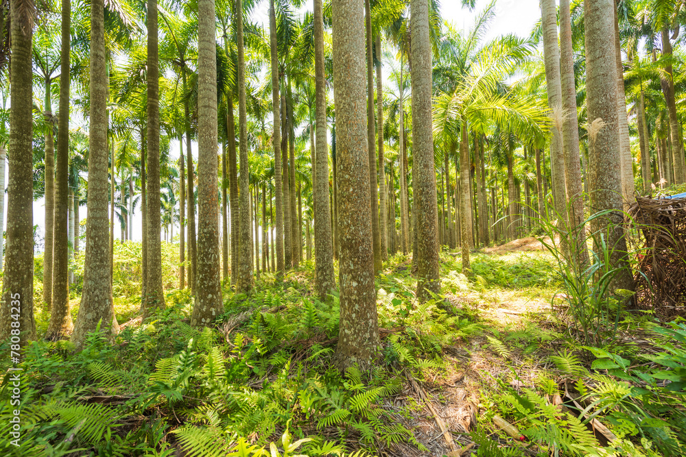 Palm tree jungle near Muse Lake in Qiongzhong, Hainan, China Palm tree jungle near Muse Lake in Qiongzhong, Hainan, China