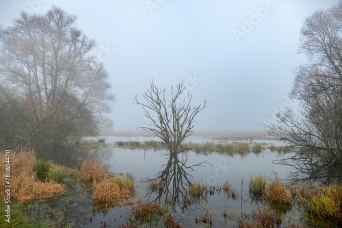 Obraz na płótnie Moorsee mit Bäumen, Gräsern und Nebel