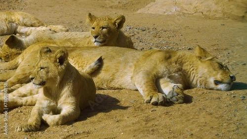 A lion family is relaxing in sand and turnin around on a sunny day
 photo