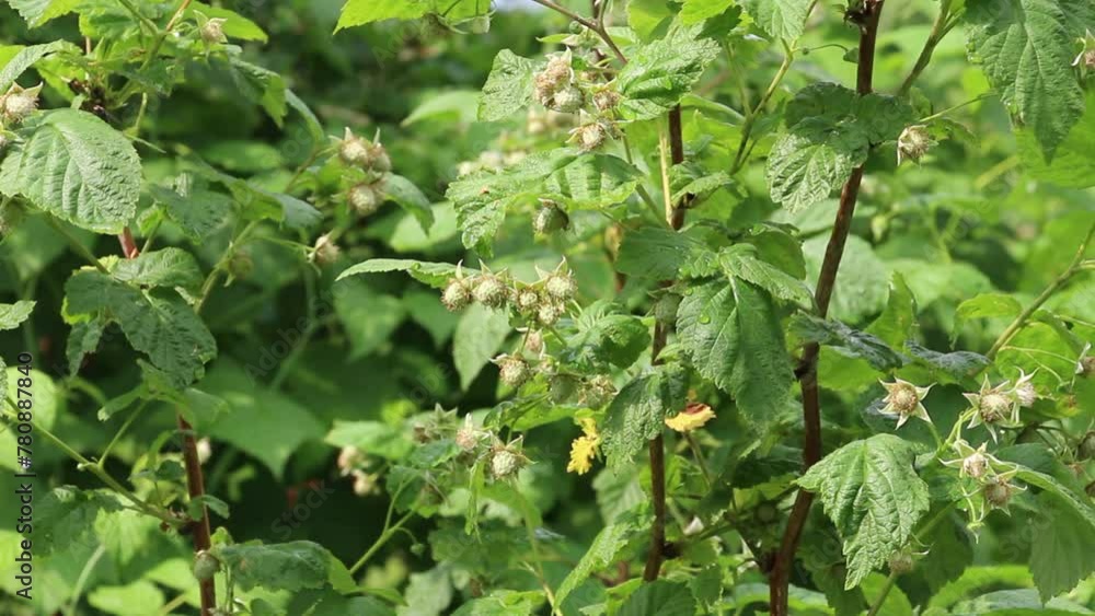 Many honey bees. Insects on a bud of the green raspberry flower. Nice bugs of spring and summer. Sounds of nature, birds and insects. Meditation of harmony. Many honey bees. Insects on a bud of the green raspberry flower. Nice bugs of spring and summer. Sounds of nature, birds and insects. Meditation of harmony.