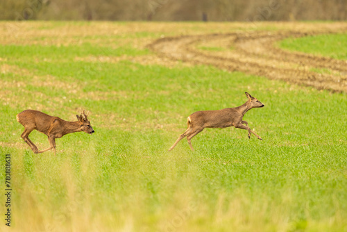 Fototapeta Naklejka Na Ścianę i Meble -  Male Roe Deer chasing a female through a field.