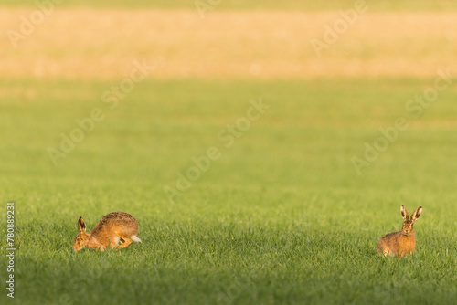 Hares in a lush grassy field with trees in the backdrop © Wirestock
