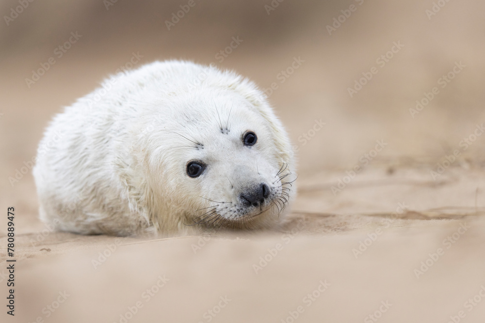 a baby seal lies in the sand and stares at the camera a baby seal lies in the sand and stares at the camera