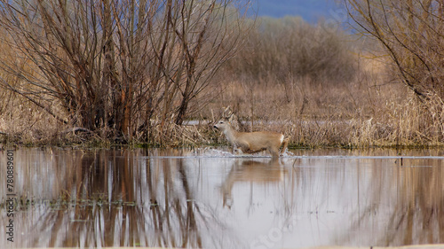 A roe deer stands in the water on a field in early spring, in the evening, closeup