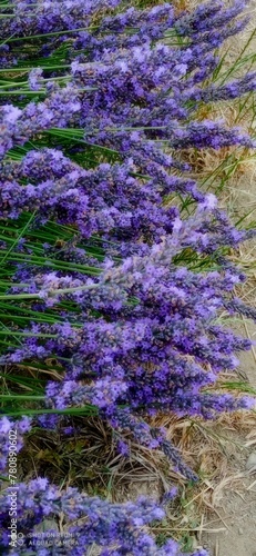 lavender field in region
