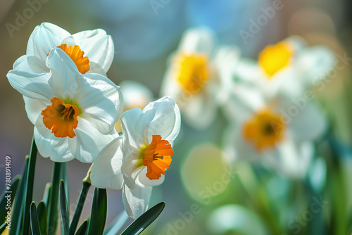 White daffodils with orange centers in sunlight