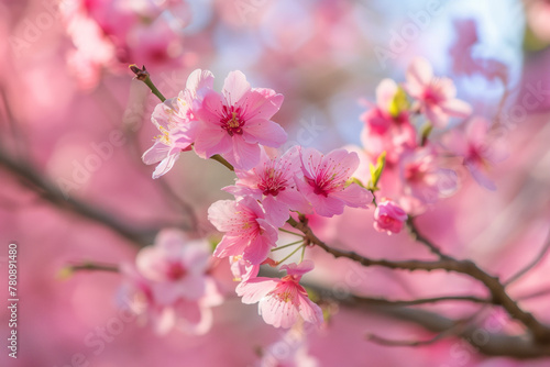 Cherry blossoms in full bloom against soft pink background