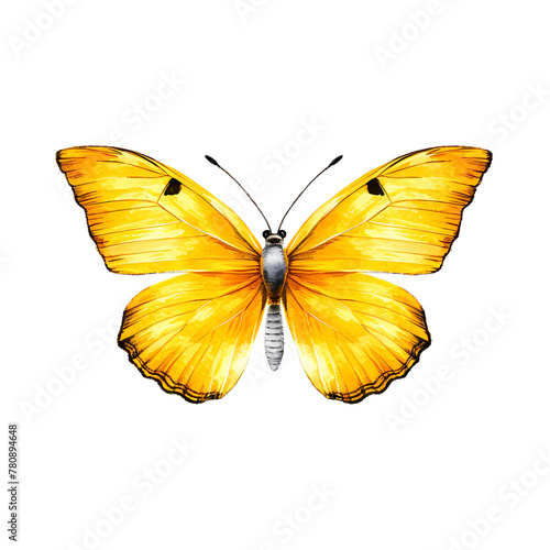 Bright yellow butterfly with open wings on white © filirovska