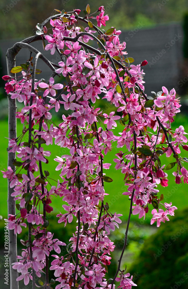 kwitnąca jabłoń ozdobna, Kwiaty jabłoni ozdobnej w ogrodzie wiosną, kwiaty na gałązce jabłoni wiosną, Malus x Purpurea, variety