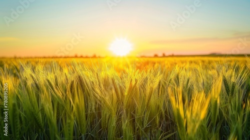 A Golden Sunrise Over Wheatfield