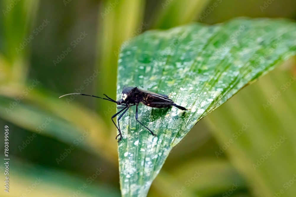 Naklejka premium Leaf-footed bug of the species Acanthocephala latipes on a leaf