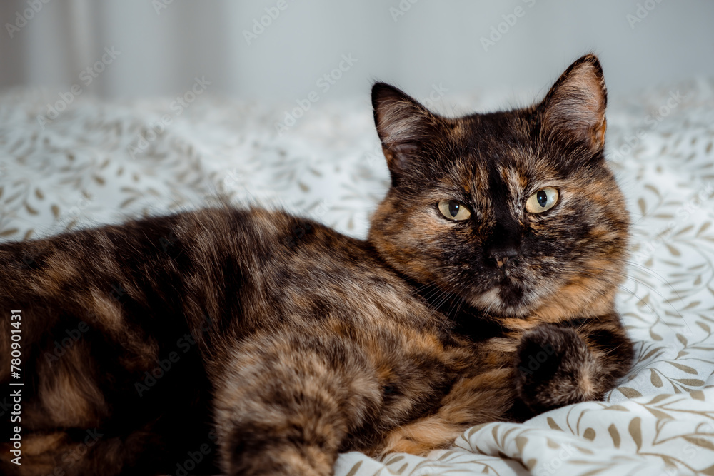 Tricolor cat looking at camera and laying on the bed in bedroom. Happy life concept. Kitty with big green eyes. Home relaxation of domestic animal. No parasites. Treated pet. High quality photo