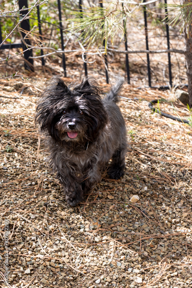 Black Cairn Terrier in an outdoor environment Black Cairn Terrier in an outdoor environment