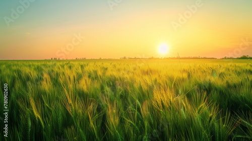 A Golden Hour Wheat Field