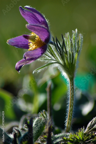 flower in the morning