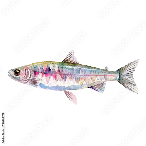 smelt fish vector illustration in watercolour style