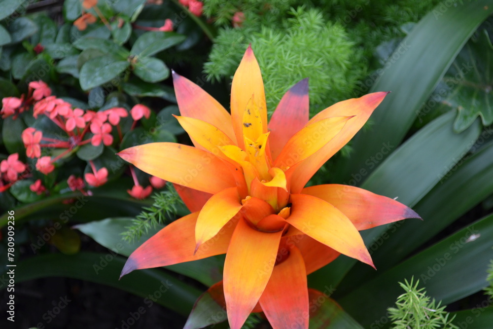 Obraz premium red and yellow lily