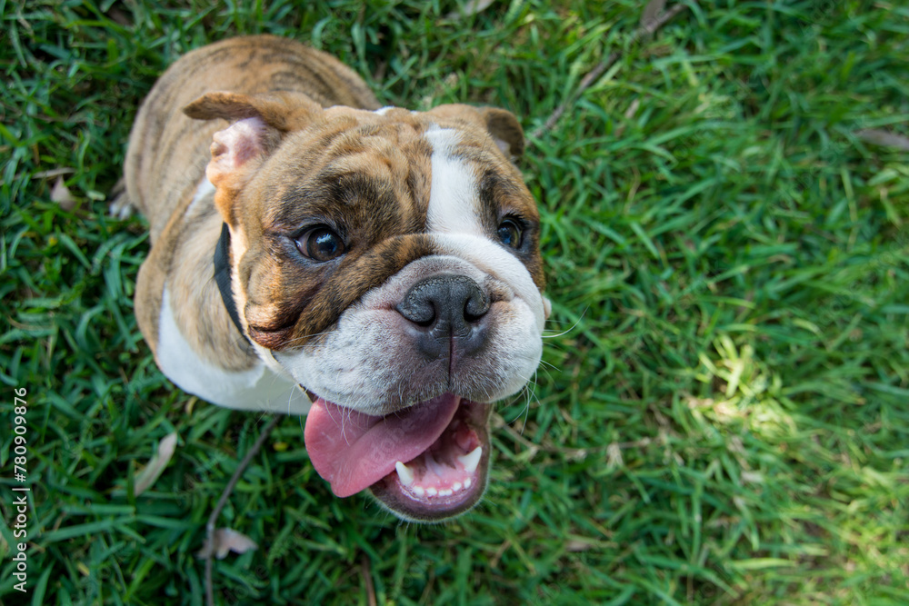 English Bulldog Pet portrait best friend studio photoshoot English Bulldog Pet portrait best friend studio photoshoot