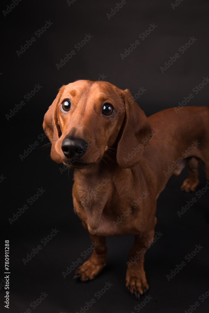 Daschund sausage dog Pet portrait best friend studio photoshoot