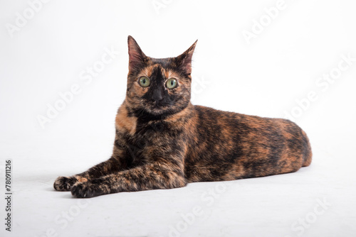 Cat Pet portrait best friend studio photoshoot