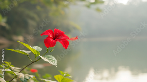 Zbliżenie na czerwony kwiat rośliny z gatunku Hibiscus
