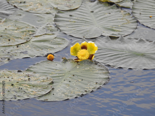 Yellow pond-lily growing wild within the wetland waters of the Edwin B. Forsythe National Wildlife Refuge, Galloway, New Jersey. photo