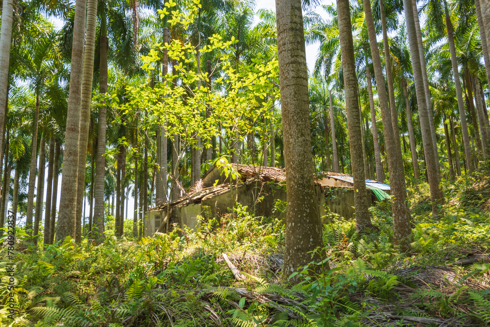 Palm tree jungle near Muse Lake in Qiongzhong, Hainan, China Palm tree jungle near Muse Lake in Qiongzhong, Hainan, China