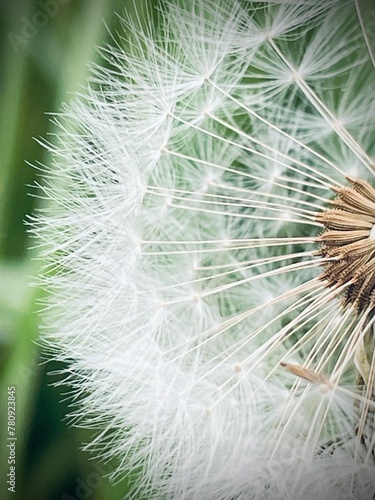 dandelion seed head