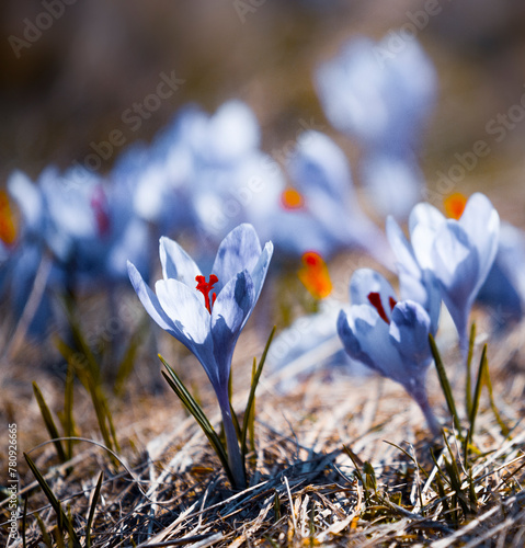 wild spring flowers, fantastic macro photo of crocuses (Saffron) on the meadow 