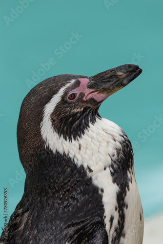 Close up of a Humboldt penguin (spheniscus humboldti) © tom