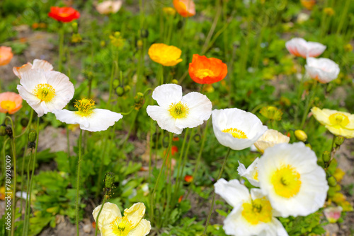 Beautiful poppy flower garden. The Expo’70 Commemorative Park, Osaka, Japan