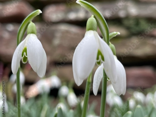 snowdrops in the snow