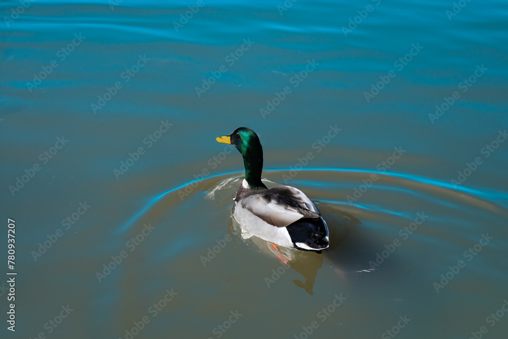 Fototapeta premium Lone duck paddling through water.