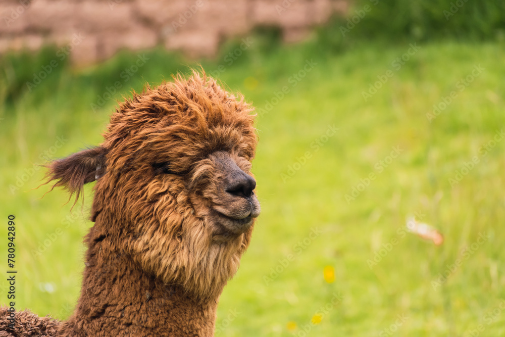 Profile coffee alpaca portrait in the Andes mountain range with a blue sky illuminated with natural light on the heights of Peru in Latin America