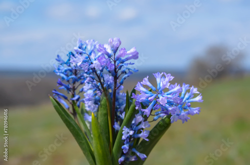 blue flowers Hyacinthus
