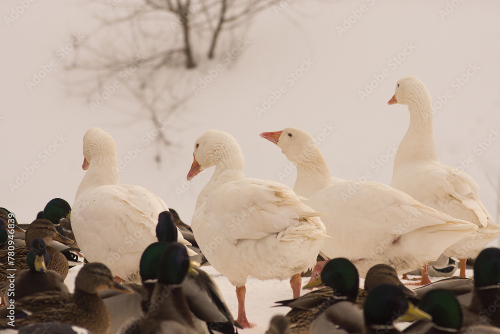 Fototapeta premium few white geese